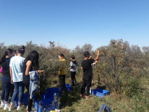 ДаТС-ийн ахлах сургуулийн сурагчид намрын ажилд оролцлоо.